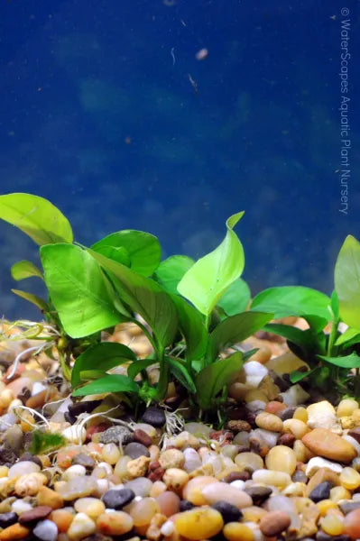 Anubias nana - (Hardy, No CO2 Required, No Fertilizers Required)