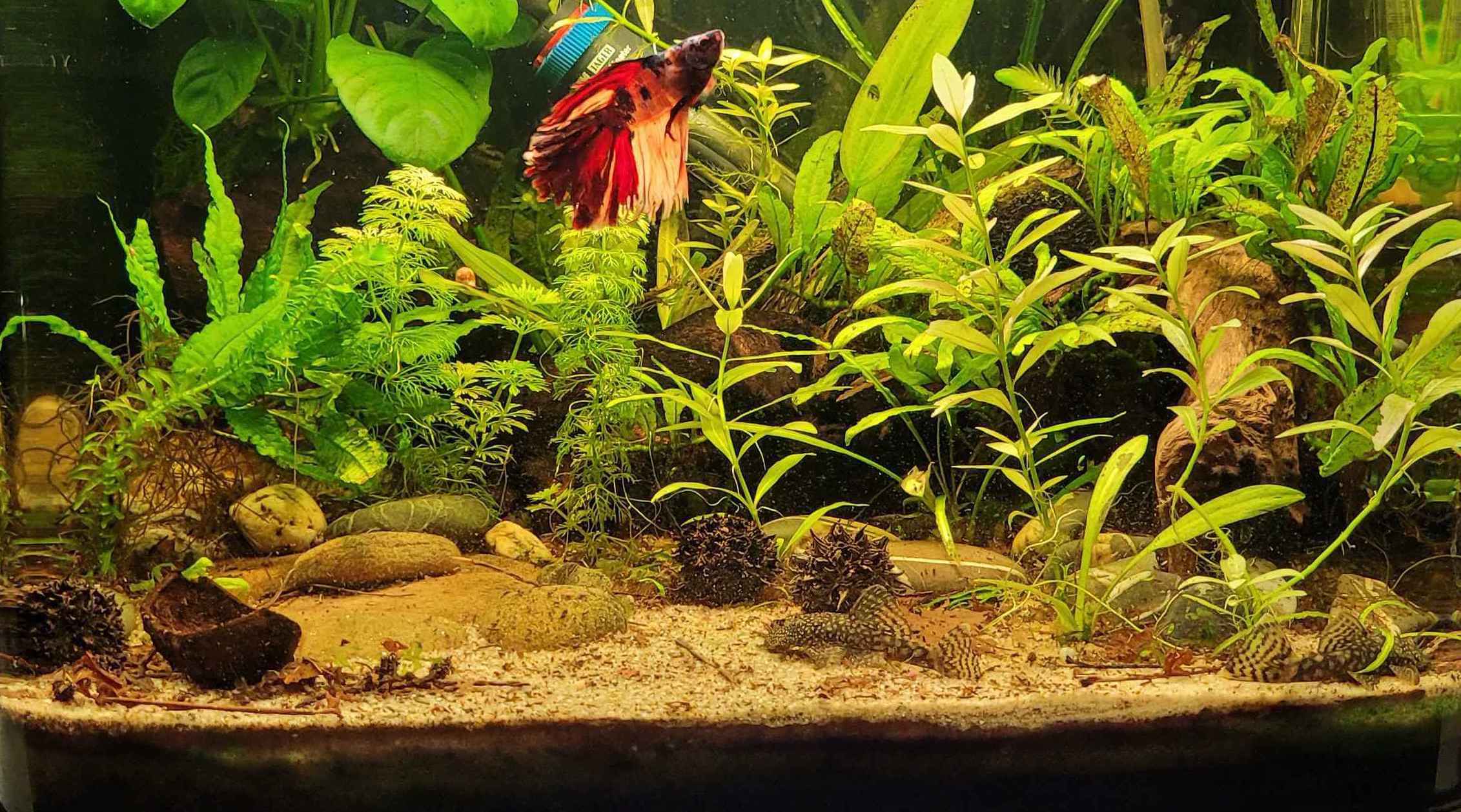 Fish aquarium best sale