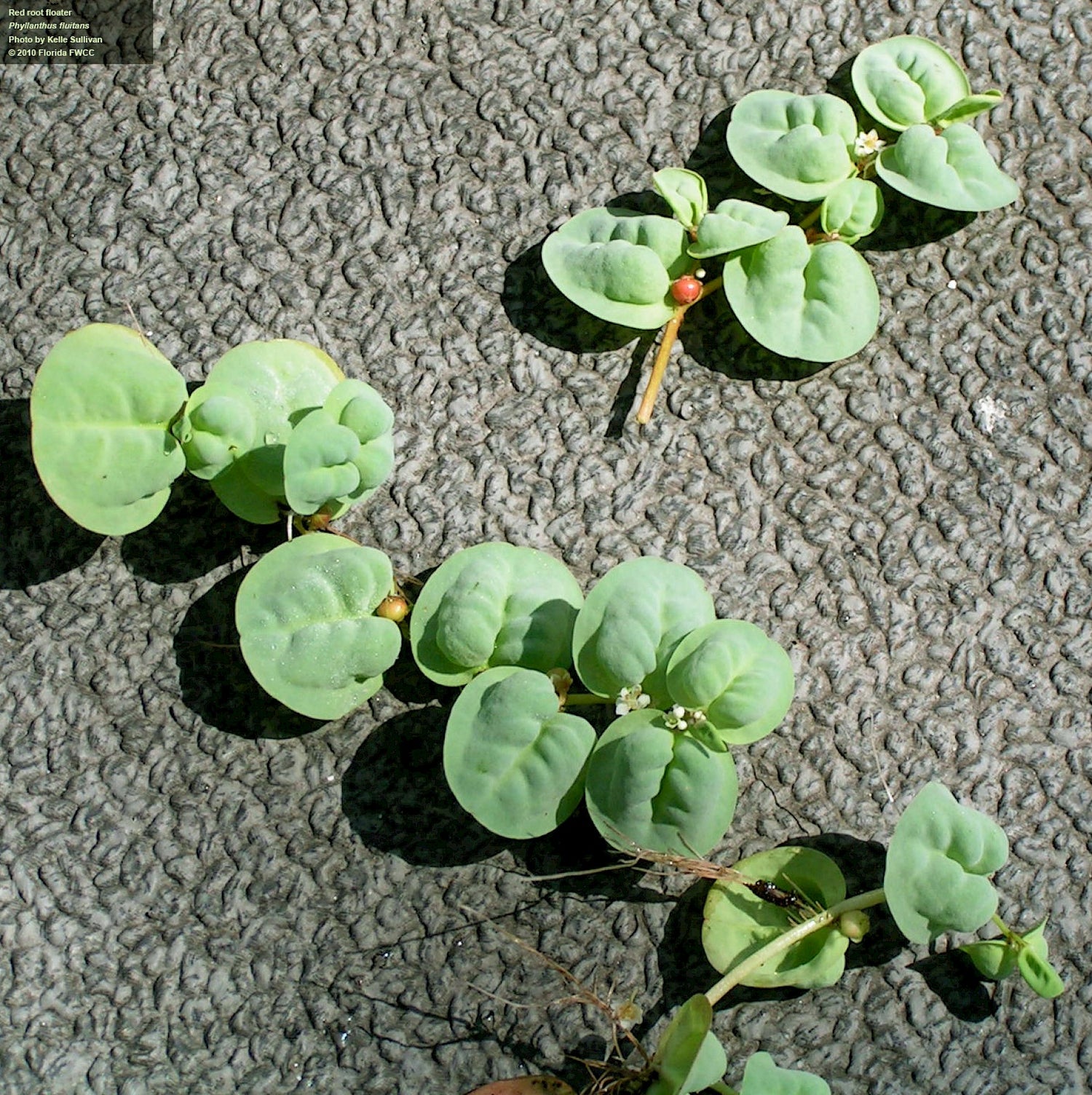 red root floater Phyllanthius fluitans cup  - (Hardy, No CO2 Required, No Fertilizers Required)