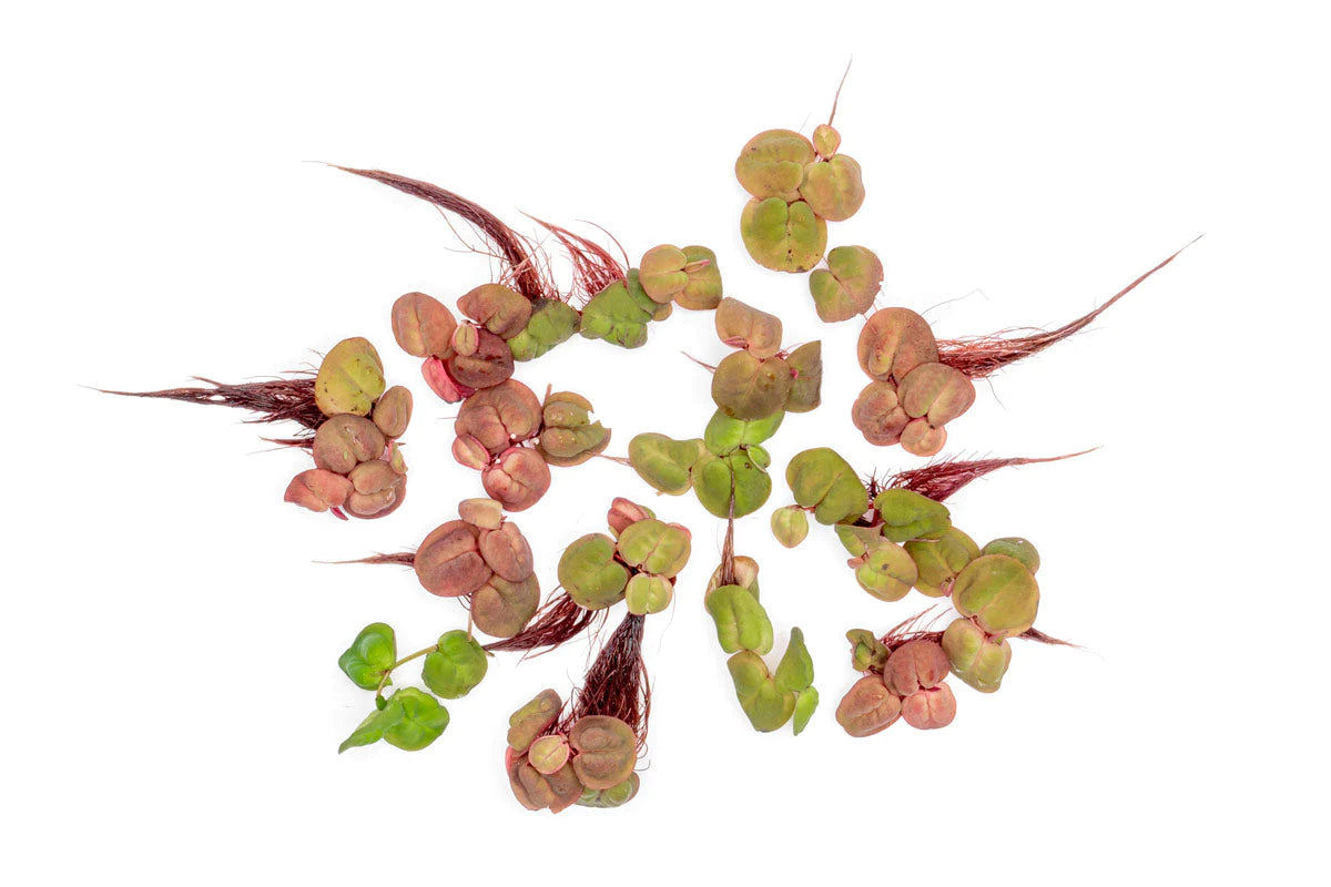 floating plant - Red Root Floater, Phyllanthus Fluitans  - (Hardy, No CO2 Required, No Fertilizers Required)