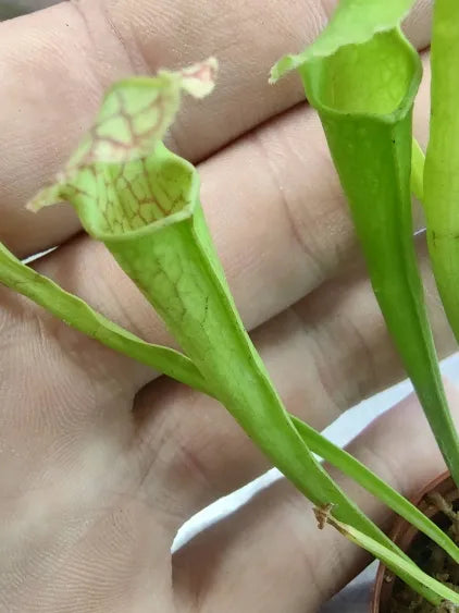 🪄 Pitcher Plant (Sarracenia) – Carnivorous Bog Plant in 2" Pot