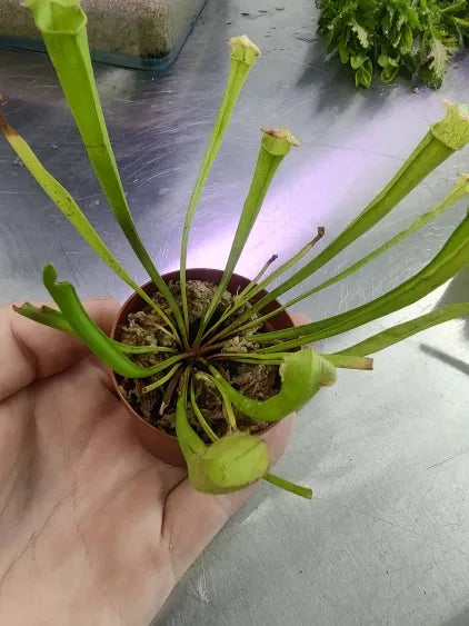 🪄 Pitcher Plant (Sarracenia) – Carnivorous Bog Plant in 2" Pot