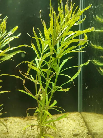 ✨ Pogostemon stellatus 'Narrowleaf' – Fine-Leaf Stem Plant for Natural Aquariums