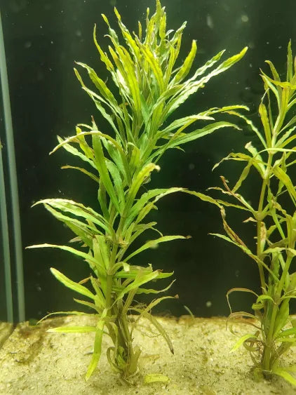 ✨ Pogostemon stellatus 'Narrowleaf' – Fine-Leaf Stem Plant for Natural Aquariums