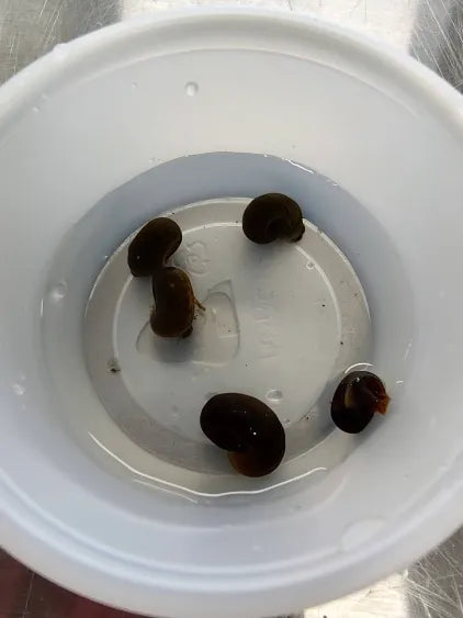 🐌 Ramshorn Snails (10pk) – Natural Cleanup Crew for Planted Aquariums