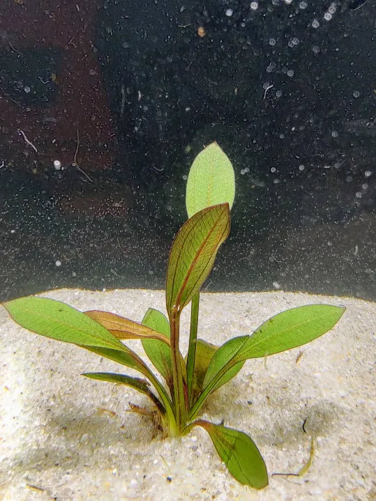 Red Melon Sword Echinodorus 'Red Melon' with red bronze leaves in a natural aquarium