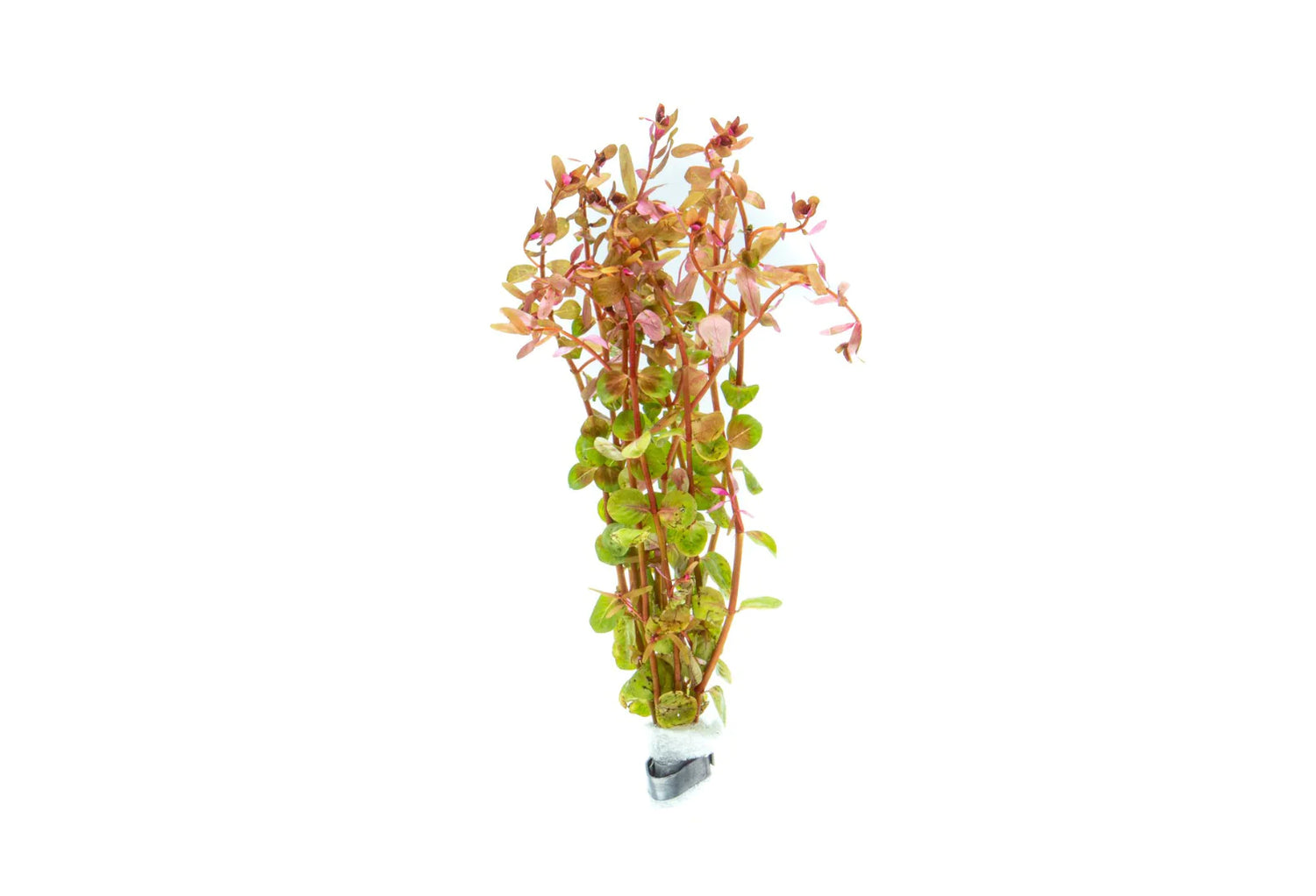 Rotala rotundifolia red  - 4 bunches (Hardy, No CO2 Required, No Fertilizers Required)