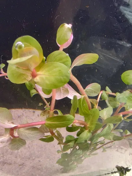 🌿 Rotala Vietnam – Stunning Red Stem Plant for Aquascaping