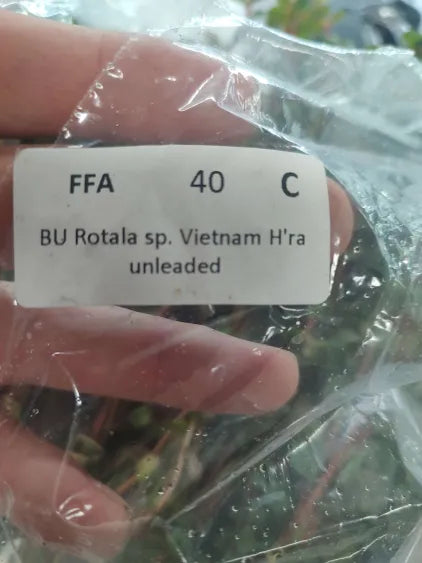 🌿 Rotala Vietnam – Stunning Red Stem Plant for Aquascaping
