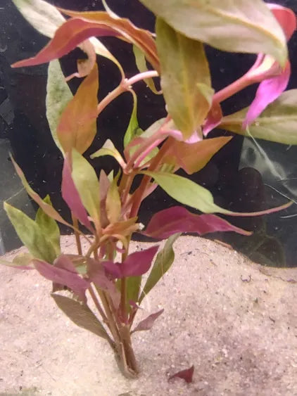 🌿 Scarlet Temple (Alternanthera reineckii ‘Mini’) – Compact Deep Red for Midground