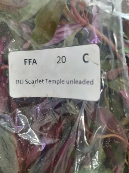 🌿 Scarlet Temple (Alternanthera reineckii ‘Mini’) – Compact Deep Red for Midground