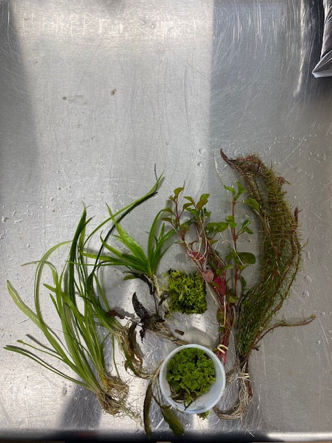 Small aquarium plant pack – Farmer’s Choice assortment of live plants for 0–10 gallon nano tanks