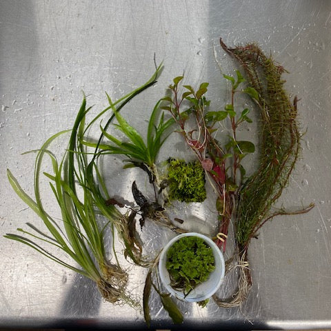 Assorted live aquarium plants included in the Small Father Fish aquarium starter kit for 0–10 gallon tanks