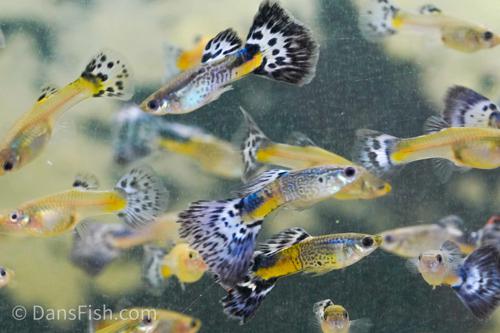 FANCY GUPPY snakeskin PAIR - farmer's choice