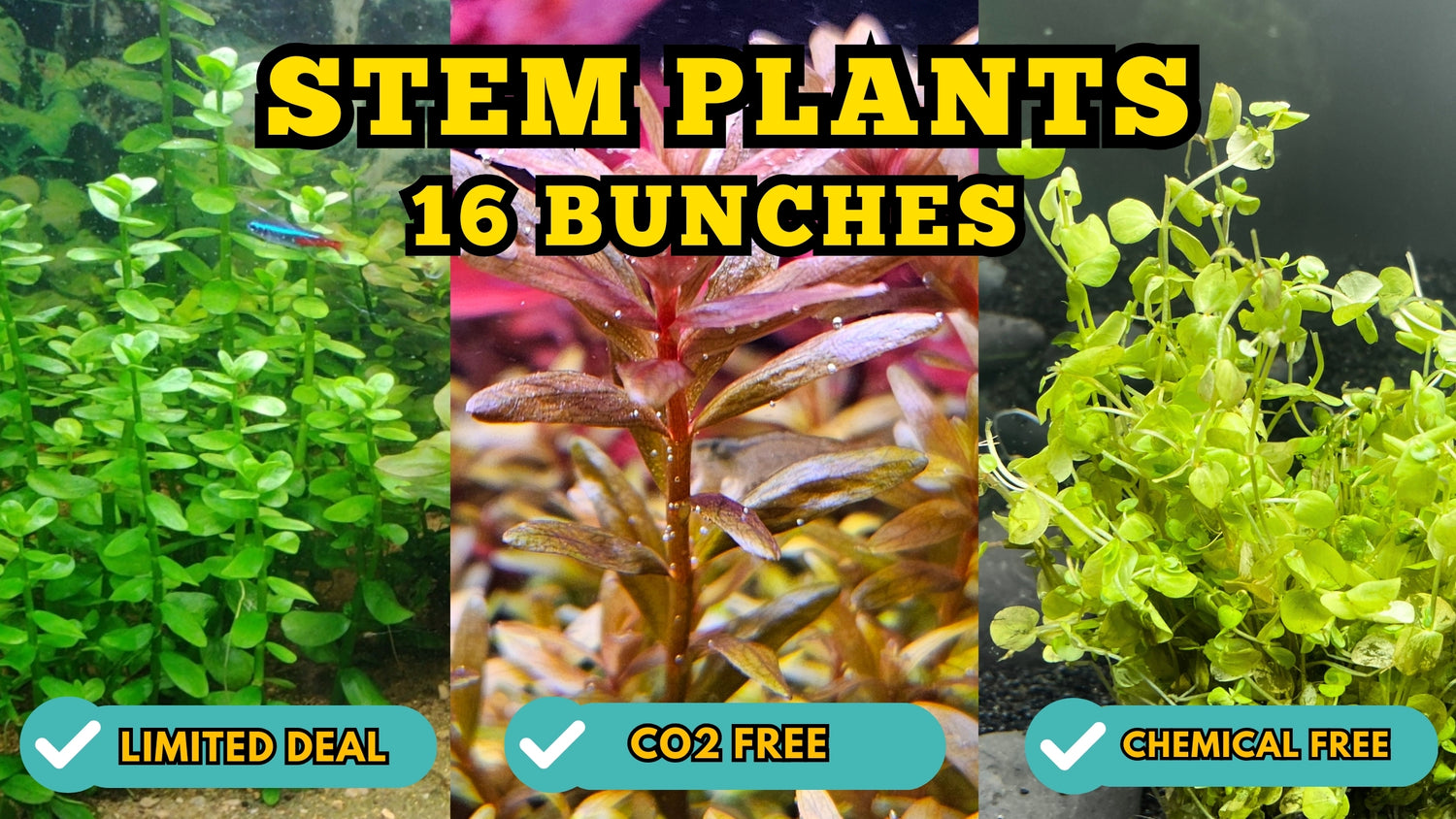 AAA SPECIAL DEAL STEM PLANTS  -  --16 bunches  ONLY $59.95