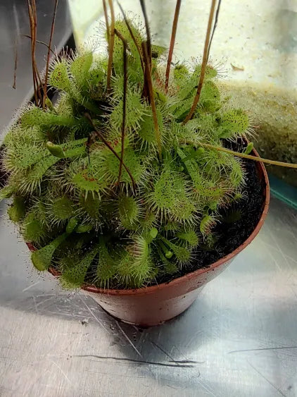 🌿 Drosera – Sundew Carnivorous Plant (Potted)
