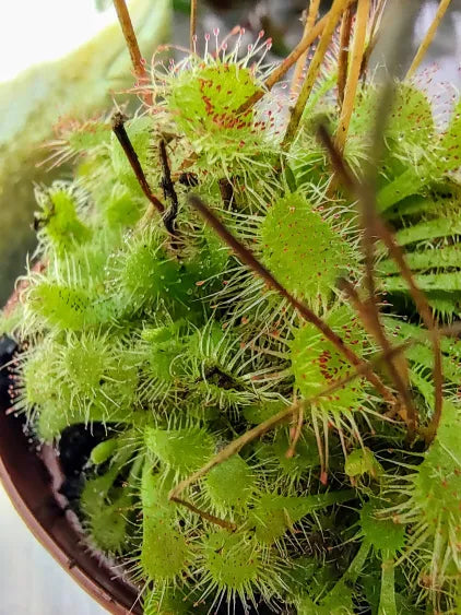 🌿 Drosera – Sundew Carnivorous Plant (Potted)