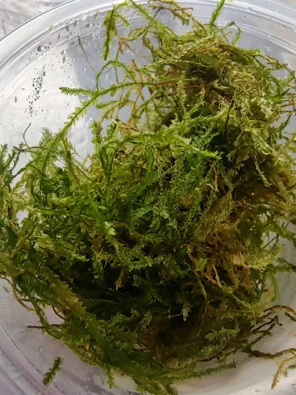 🌿 Taiwan Moss – Compact Moss for Clean, Natural Aquascapes