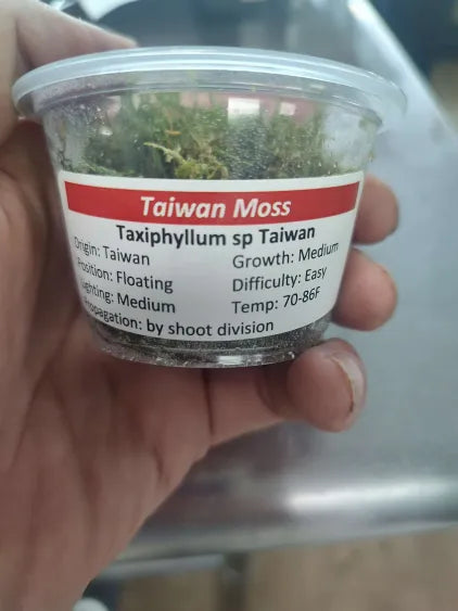 🌿 Taiwan Moss – Compact Moss for Clean, Natural Aquascapes