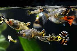 F - Guppies group of 5