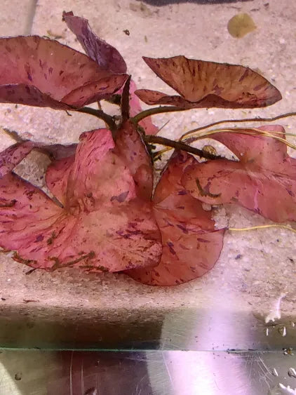 🌿 Tiger Lotus – Bold, Fast-Growing Bulb for Natural Aquascapes