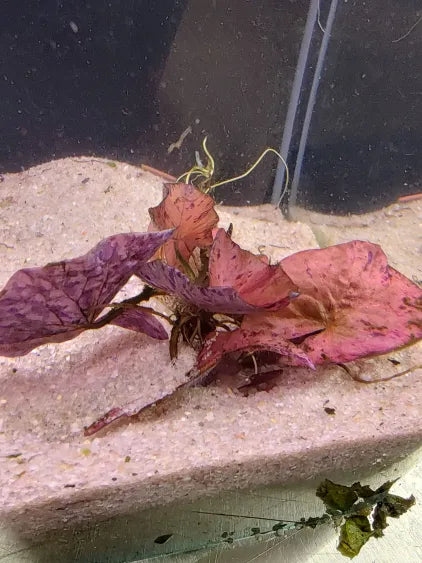 🌿 Tiger Lotus – Bold, Fast-Growing Bulb for Natural Aquascapes