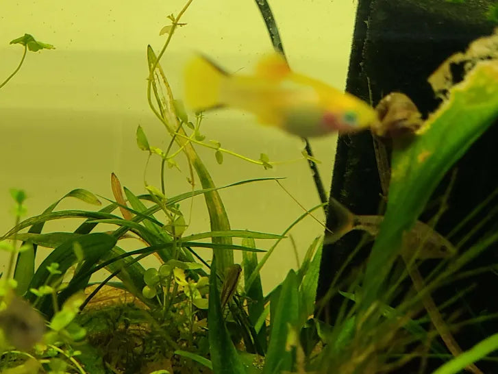 F - Twin bar platy pair