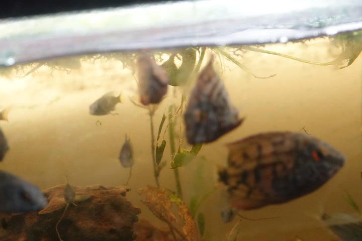 Uaru cichlids (Uaru amphiacanthoides) 2 JUVENILLE