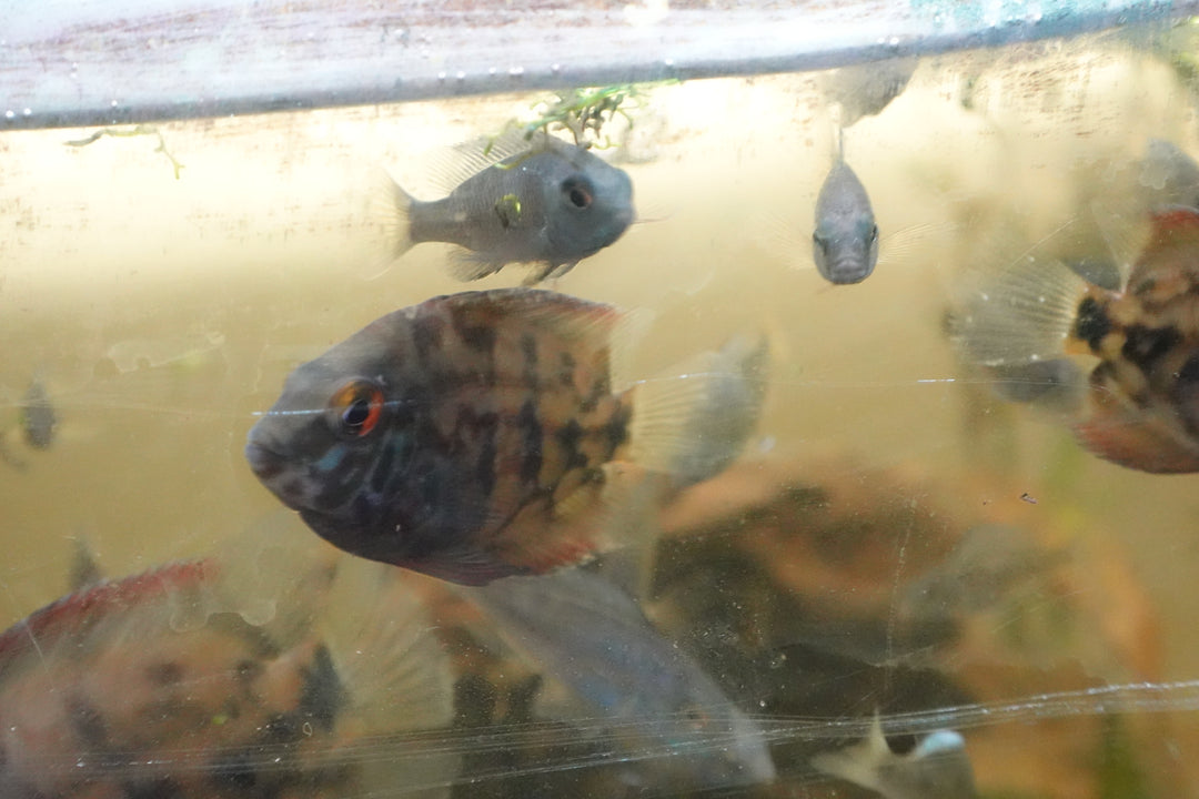 Uaru cichlids (Uaru amphiacanthoides) 2 JUVENILLE