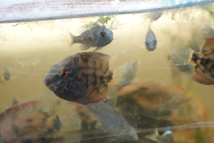Uaru cichlids (Uaru amphiacanthoides) 2 JUVENILLE