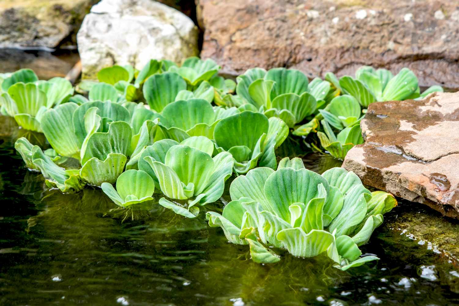 POND Water Lettuce   - (Hardy, No CO2 Required, No Fertilizers Required)