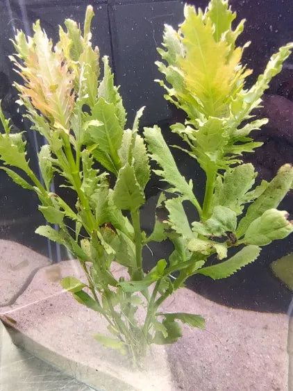 🌿 Water Wisteria Laceleaf – Delicate, Lacy Fern for Freshwater Aquariums