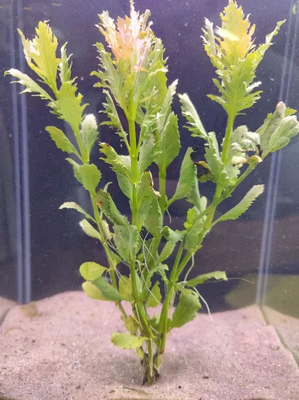 🌿 Water Wisteria Laceleaf – Delicate, Lacy Fern for Freshwater Aquariums