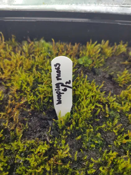 🌿 Weeping Moss – Cascading Aquascape Beauty for Natural Tanks