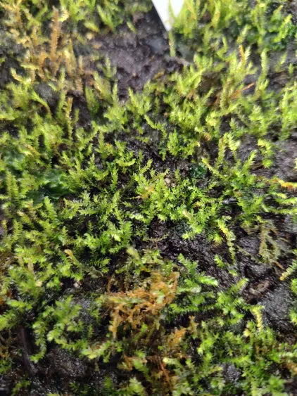 🌿 Weeping Moss – Cascading Aquascape Beauty for Natural Tanks