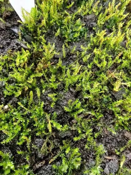 🌿 Weeping Moss – Cascading Aquascape Beauty for Natural Tanks