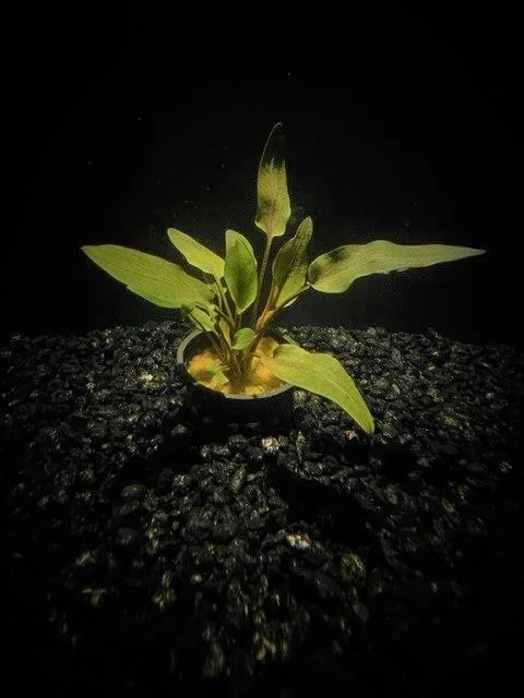 Cryptocoryne wendti tropica  - (Hardy, No CO2 Required, No Fertilizers Required)